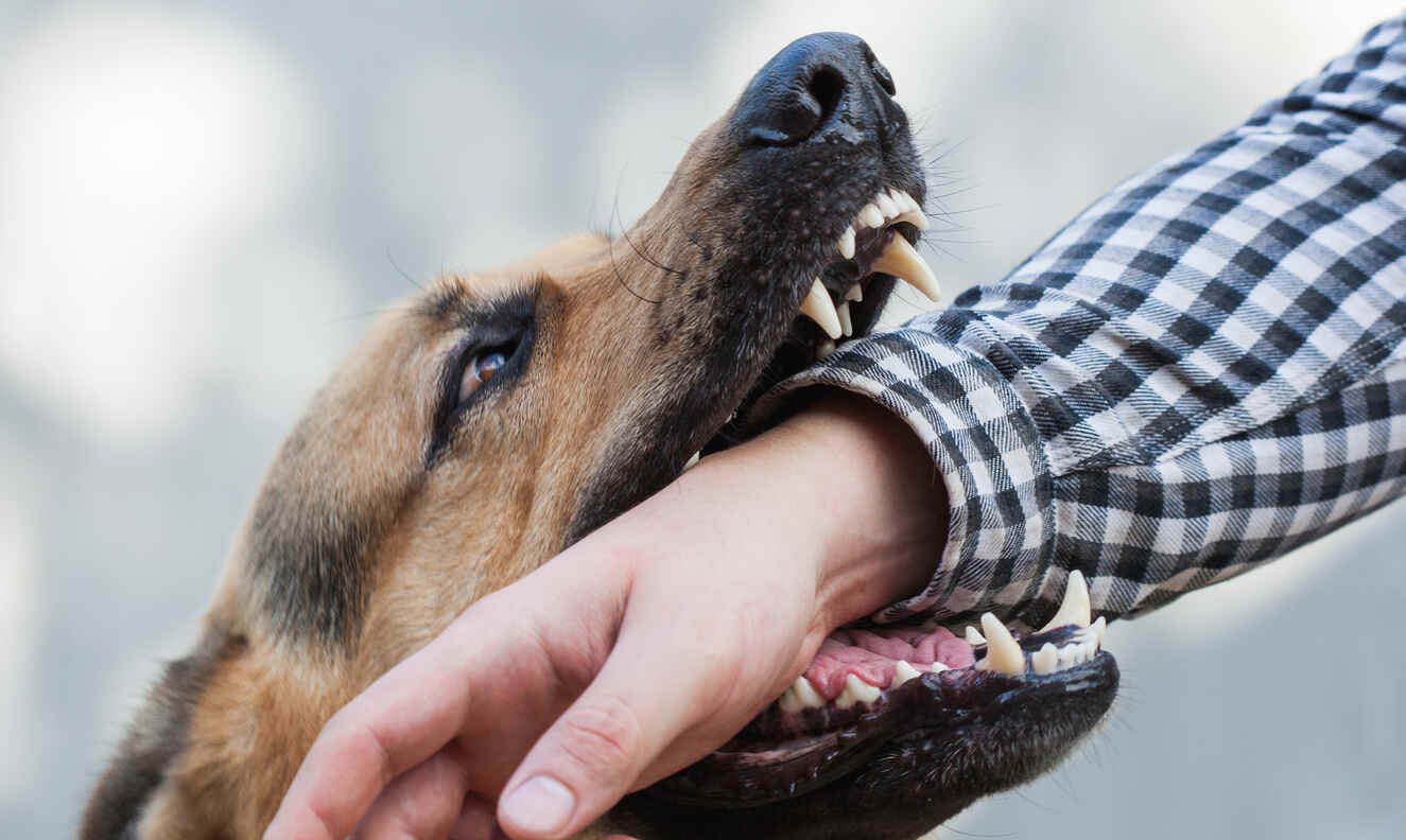 Dog Attacks Between