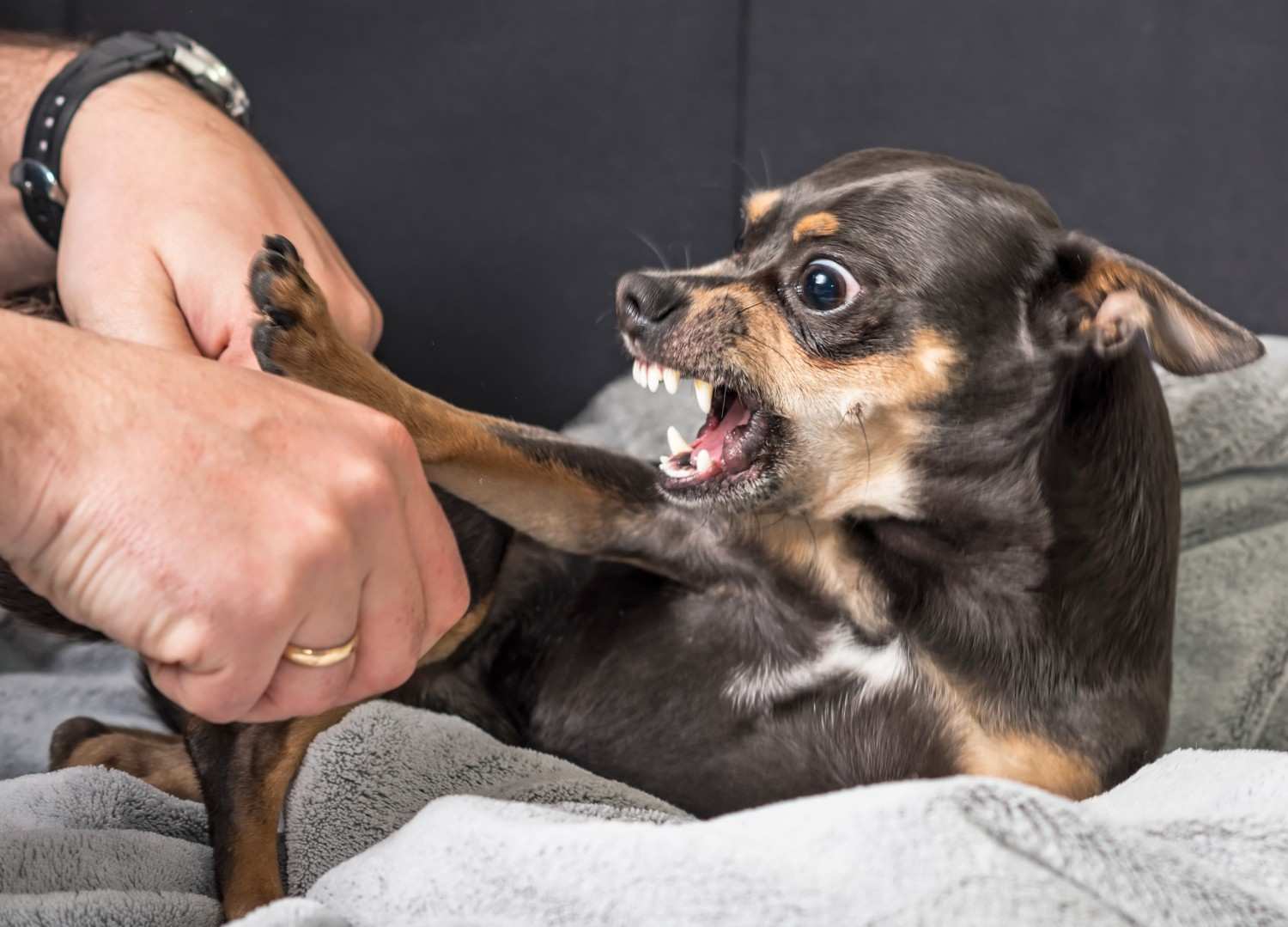 Dog Bite Liability